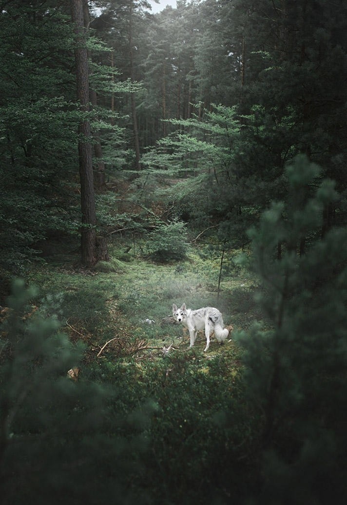 森林里的牧羊犬图片
