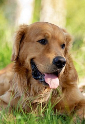 宠物狗狗可爱的拉布拉多犬图片