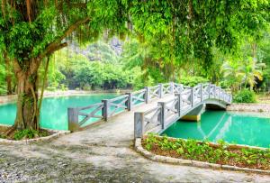 池塘 公园 树 叶子 桥梁 越南风景壁纸