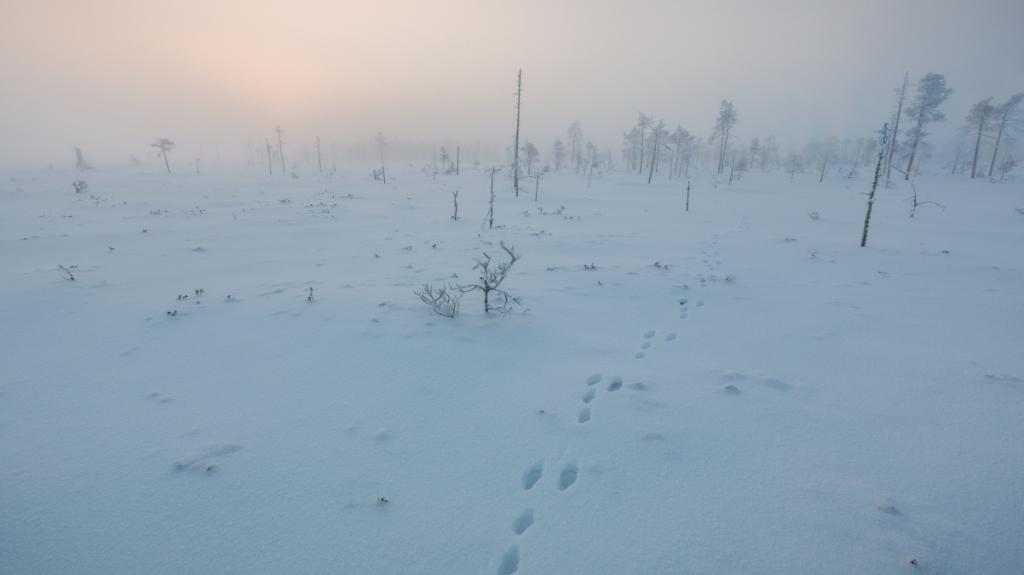 芬兰雾蒙蒙的雪景
