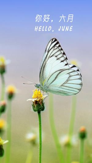 唯美花丛中的白蝴蝶六月你好的图片