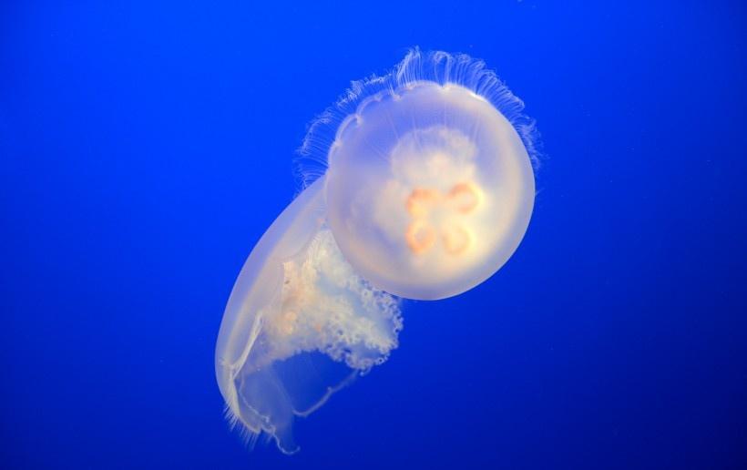 海洋中低等的腔肠动物水母图片