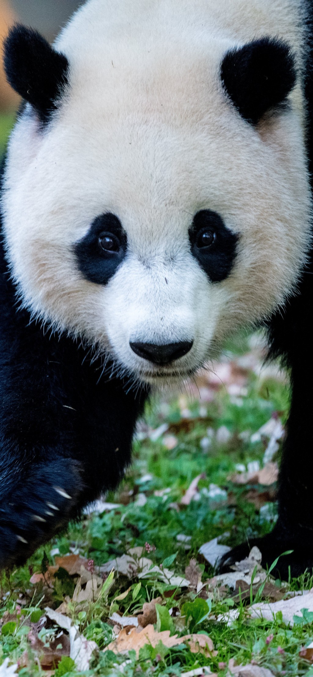 国宝熊猫可爱手机壁纸