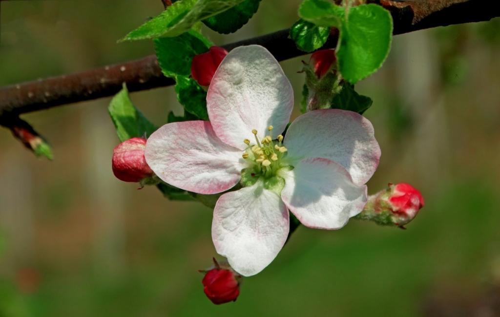 春天果园里苹果花壁纸图片