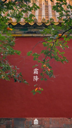 霜降时节故宫博物院的一树霜柿