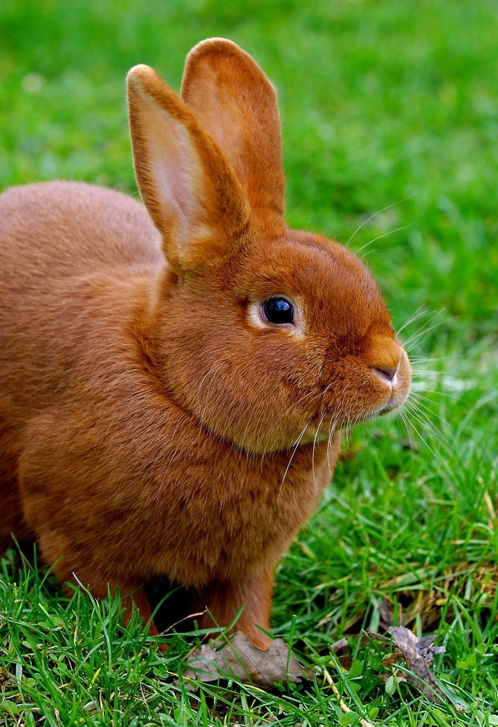 蹲在草地上的高清兔子图片