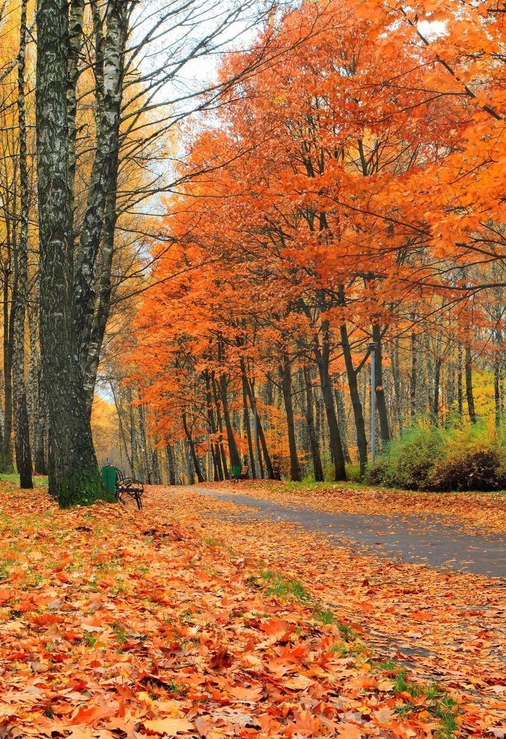 秋天小溪上的木桥自然风景图片