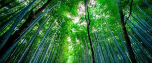 日本竹林风景壁纸