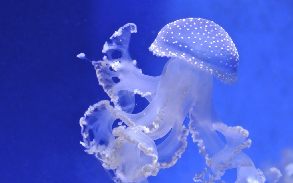 美丽海洋精灵水母高清桌面壁纸
