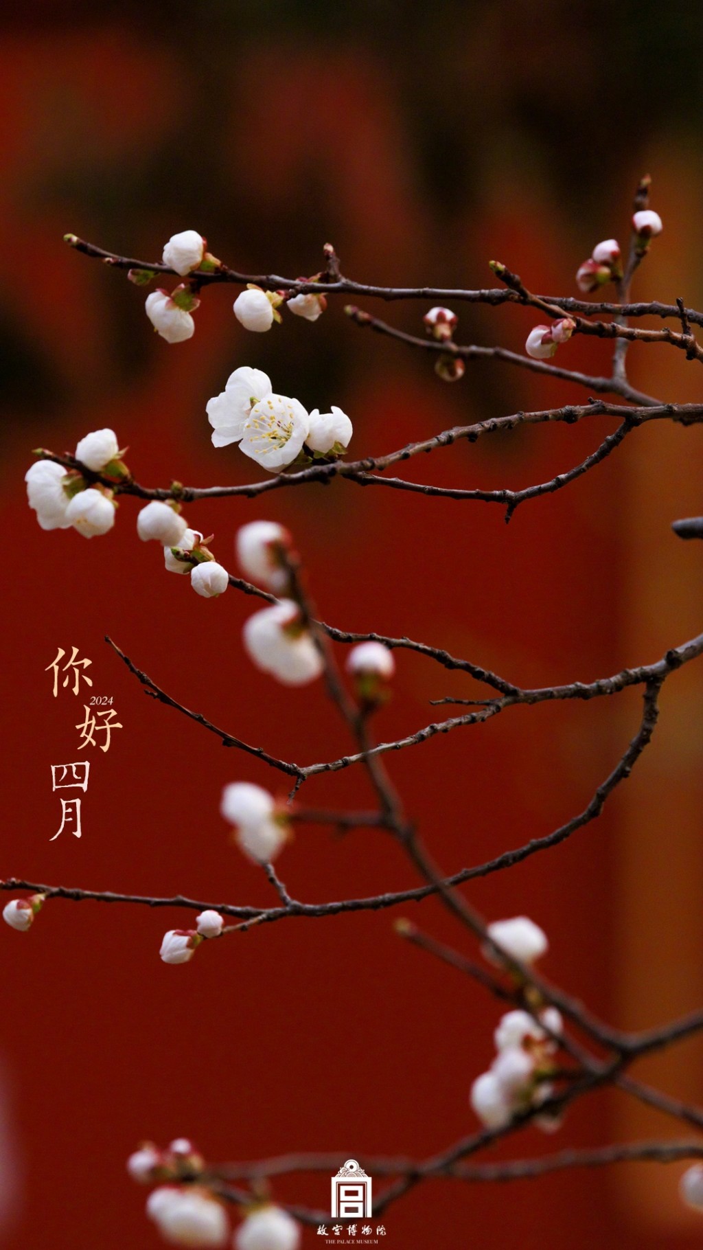 你好四月故宫博物院芳菲时节鲜花风景手机壁纸