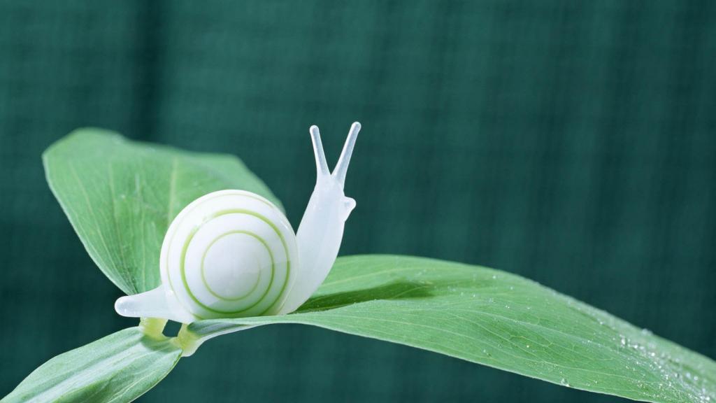 绿叶上的白色蜗牛高清桌面壁纸
