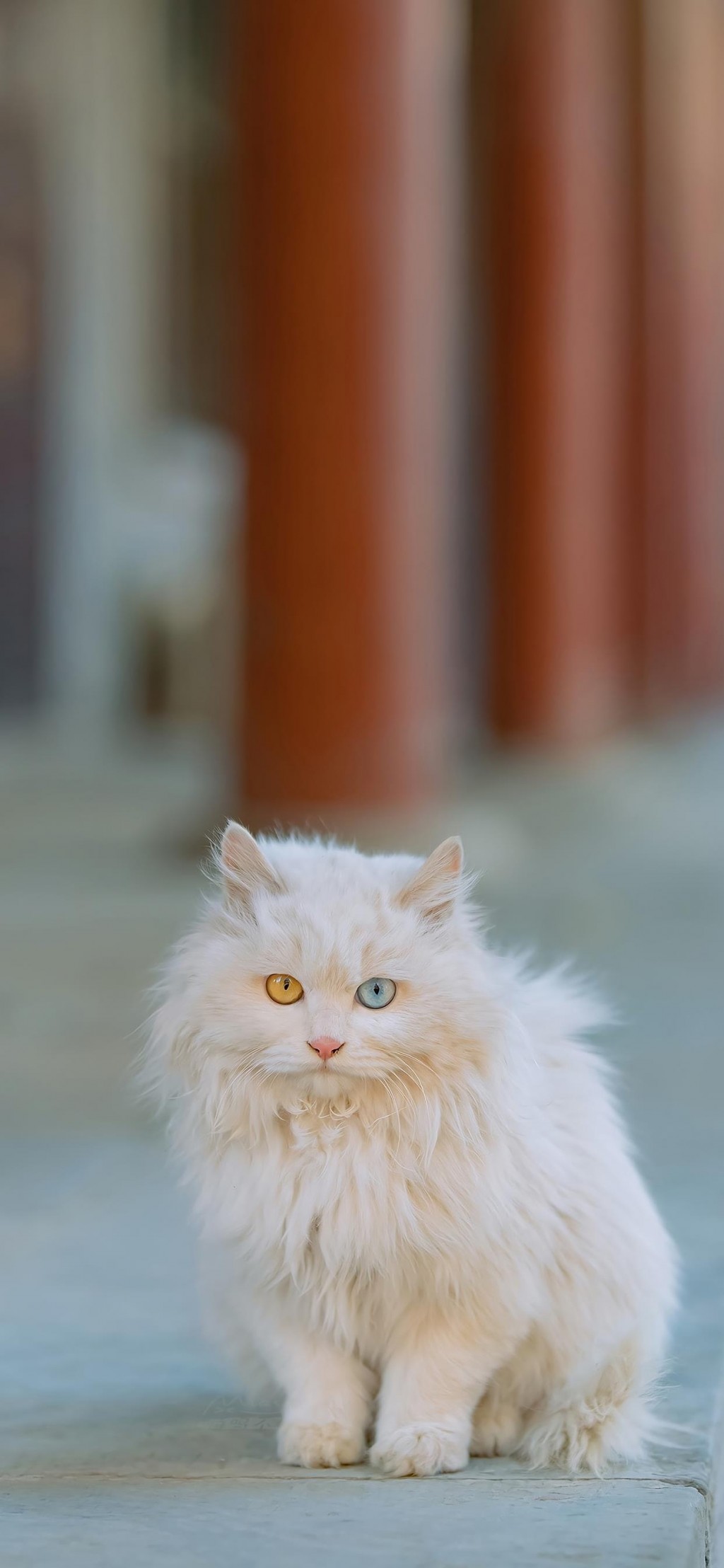 双瞳色的猫咪摄影手机壁纸