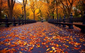 清新精致的初秋风景图片