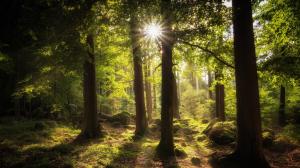 阳光透过树林
