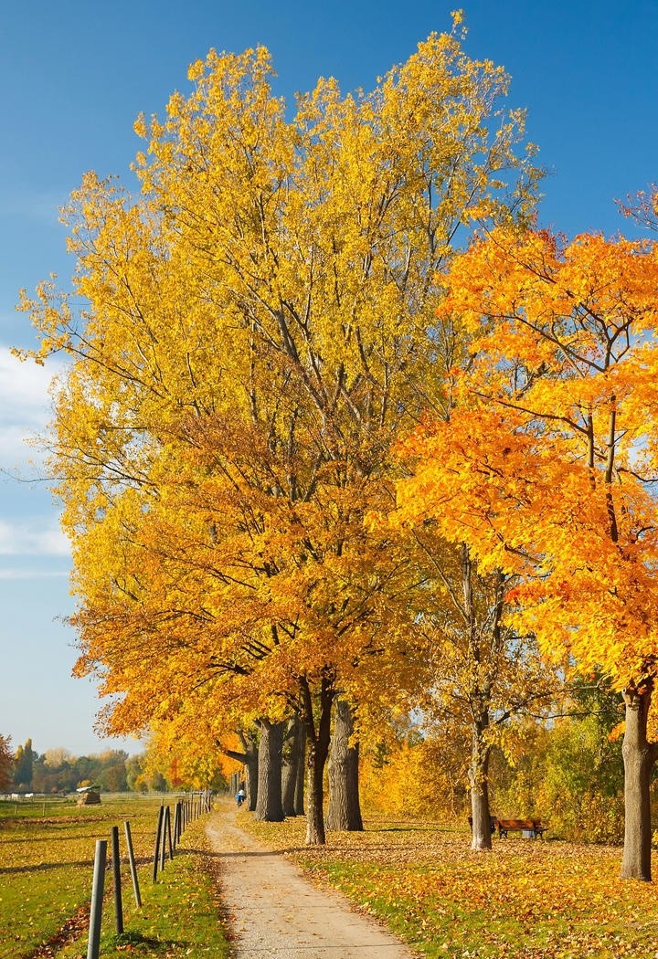 堆满黄色树叶的树林风景图片