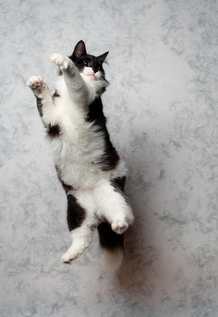 跳跃的黑白奶牛猫图片