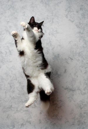 跳跃的黑白奶牛猫图片