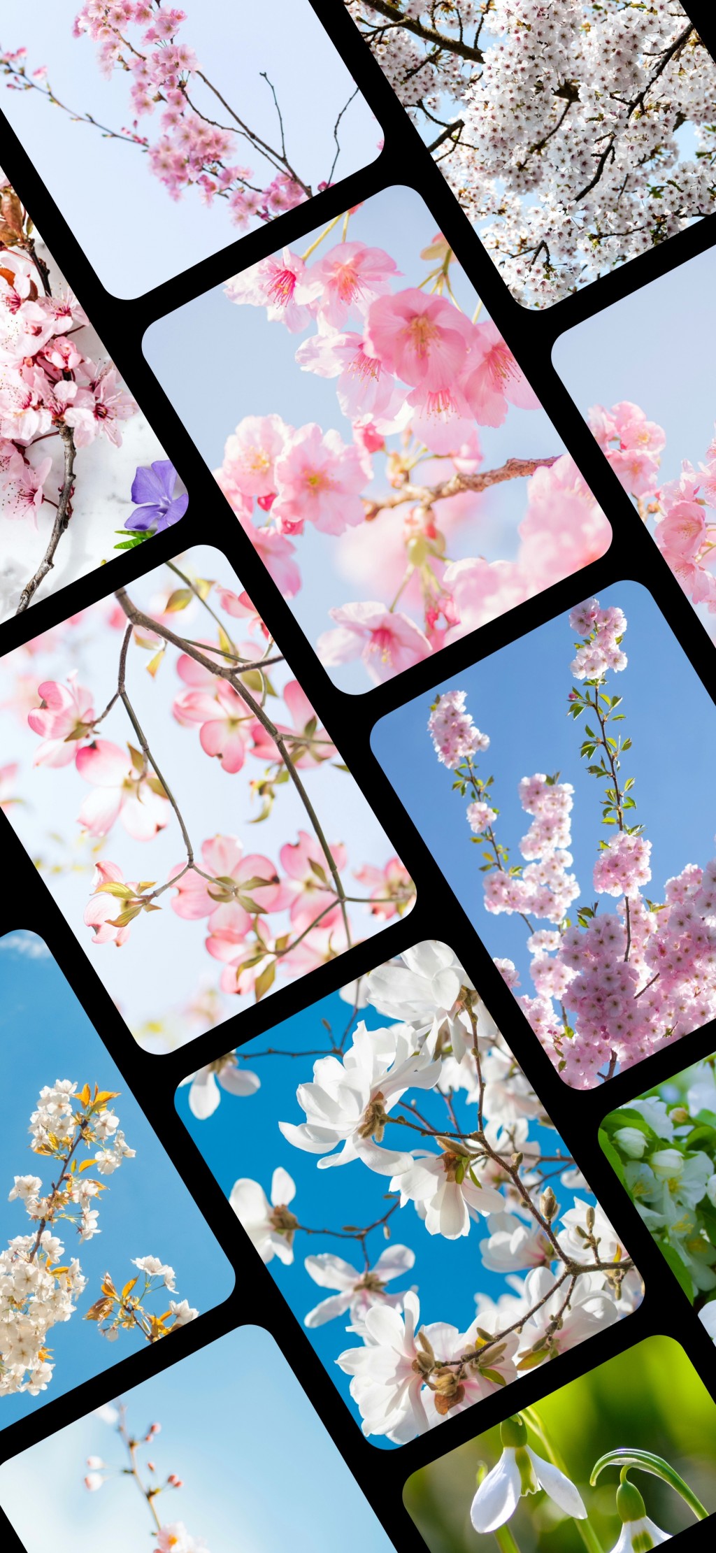 春天鲜花风景手机壁纸