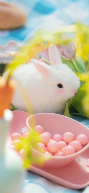 超级可爱的小兔子