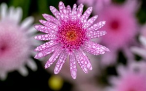 摄影雨滴下的唯美花朵