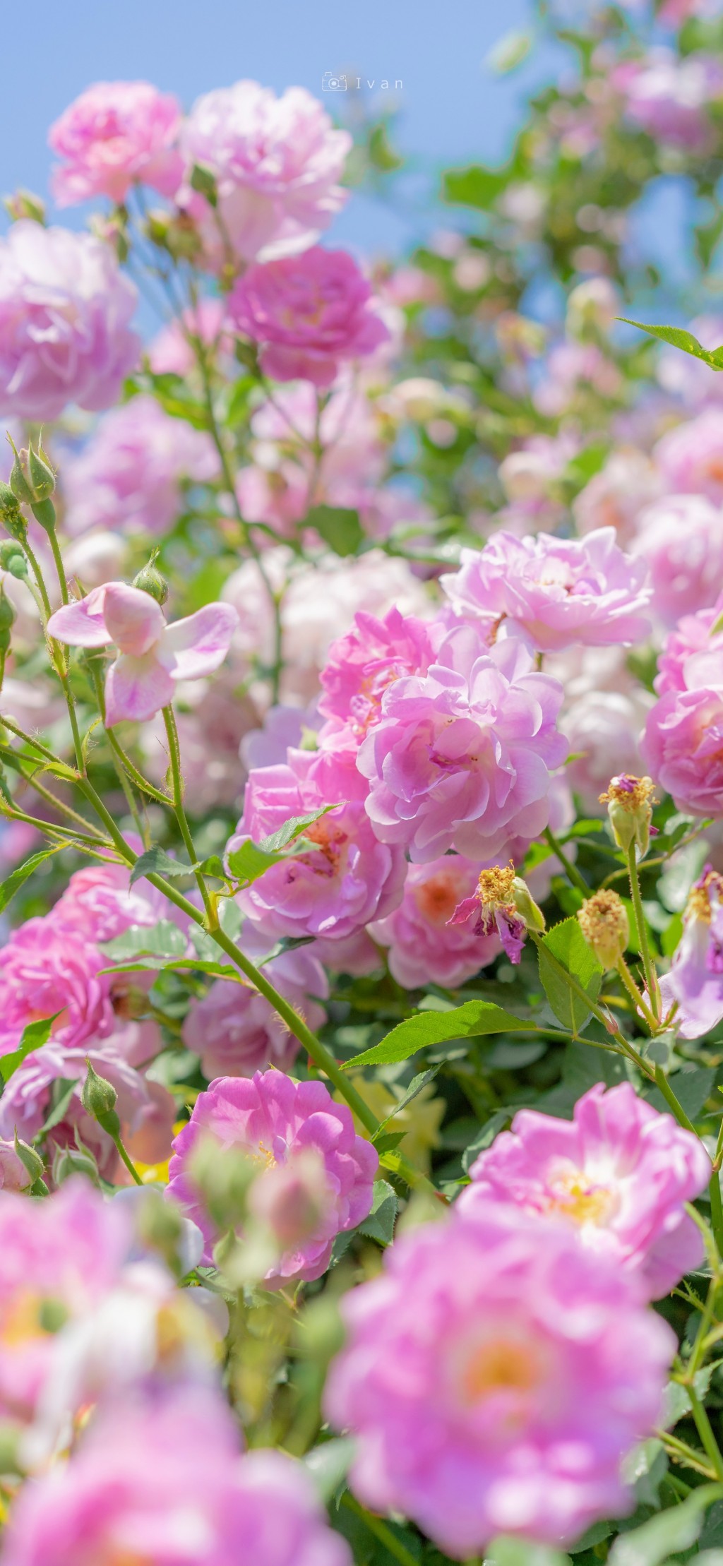蔷薇花开春日唯美手机壁纸