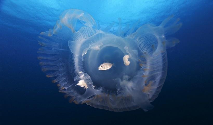 漂亮的深海荧光水母图片