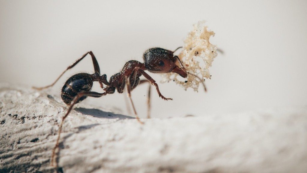 勤劳高清的蚂蚁图片