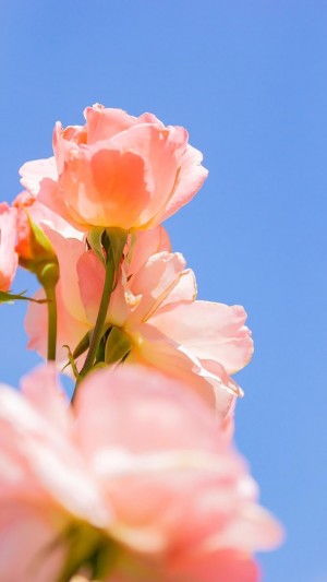盛开的粉色花朵微距镜头