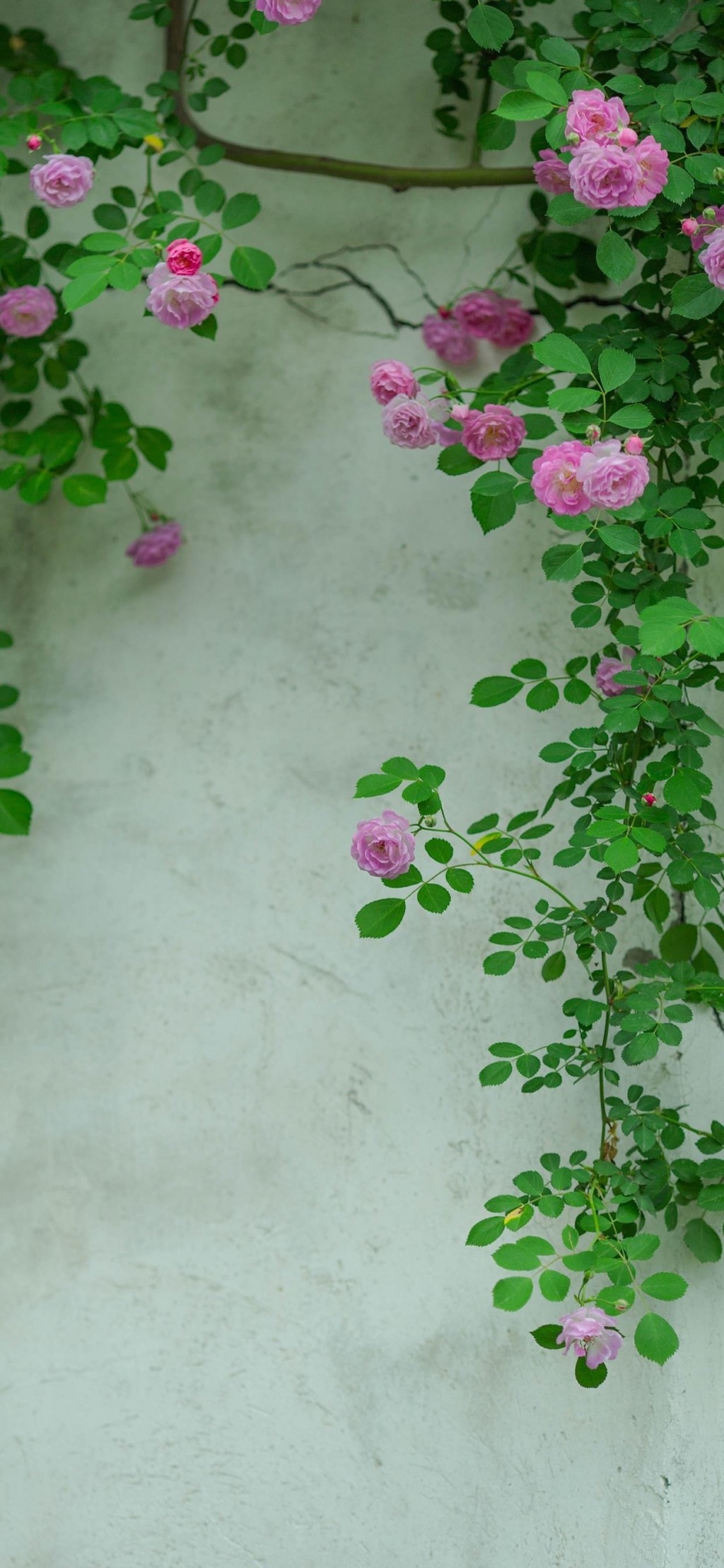 满园蔷薇清新手机壁纸