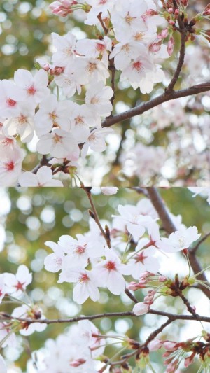 阳春三月,桃花绽放季节