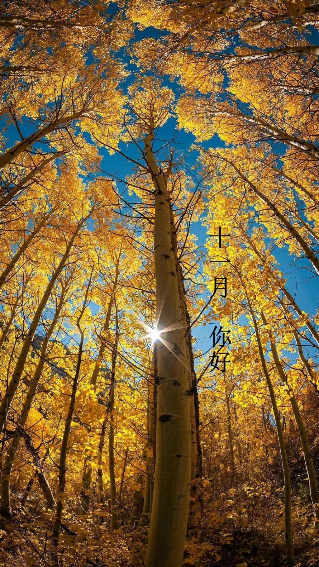 十一月你好黄色枫树林唯美风景壁纸图片