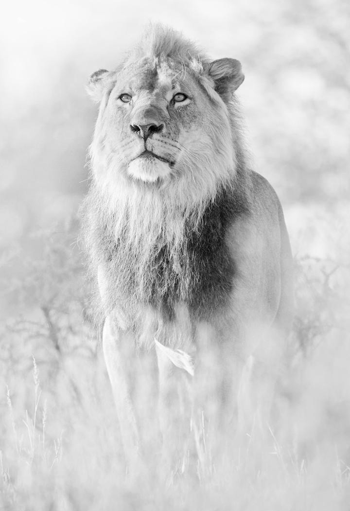 黑白照片狮子高清特写