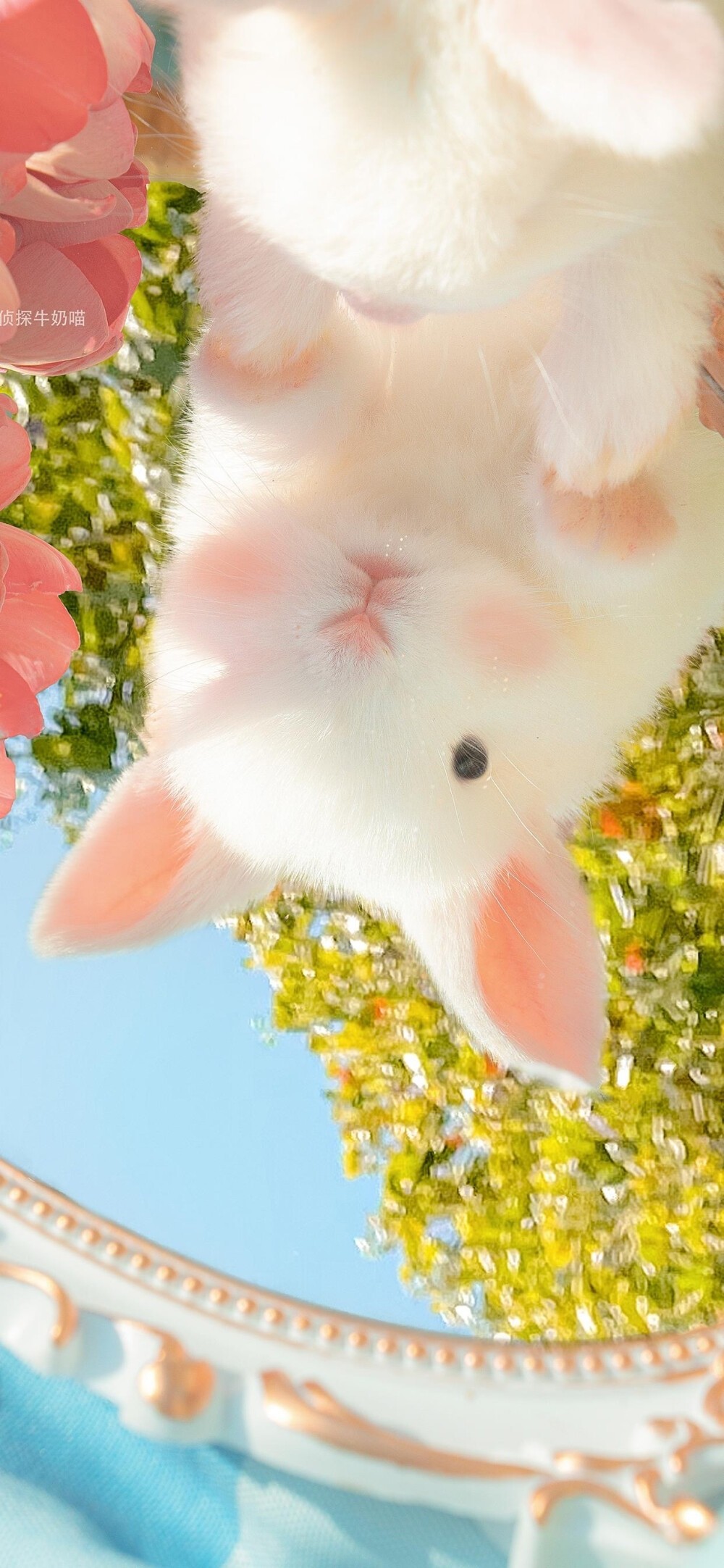 超级可爱的小兔子