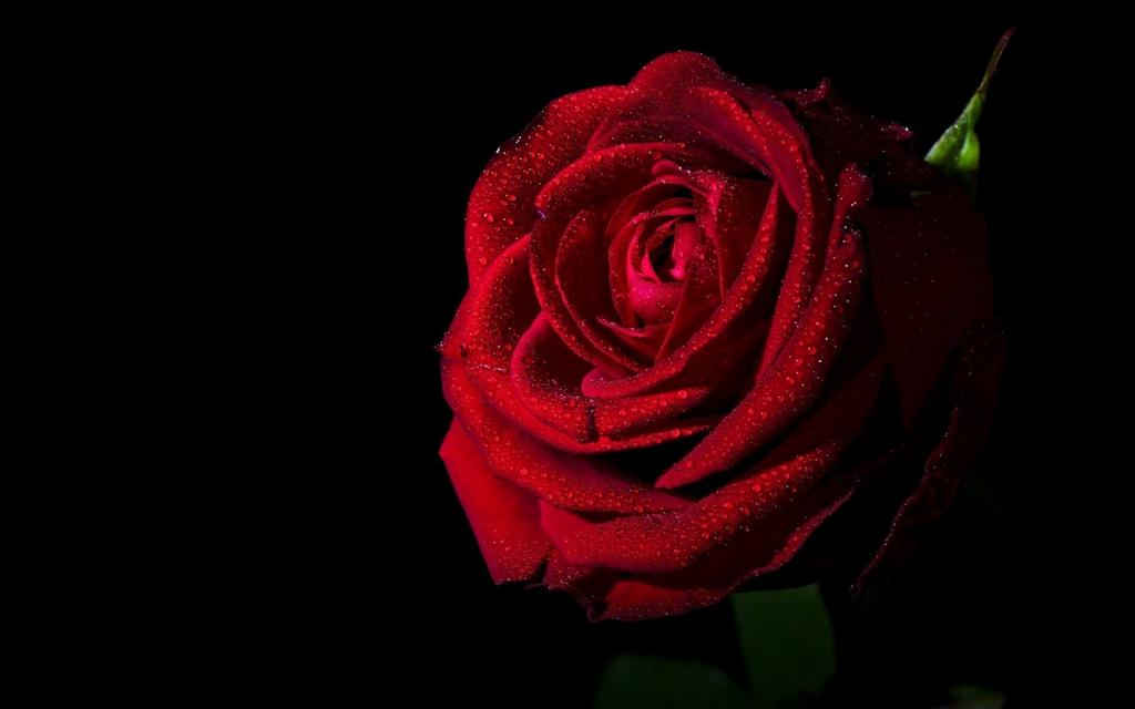 情人节最浪漫的礼物红色玫瑰花