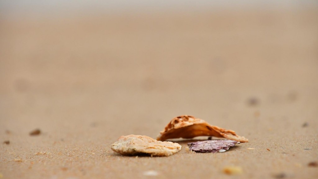 优美的沙滩上贝壳与海螺风景图片