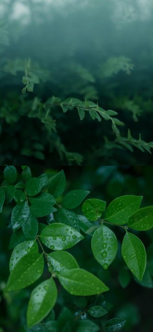 清新唯美绿色养眼植物图片壁纸