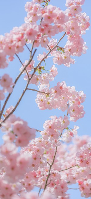 樱花盛开美好风景手机壁纸