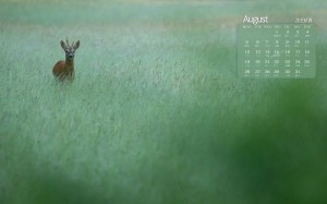 2019年8月可爱小鹿日历