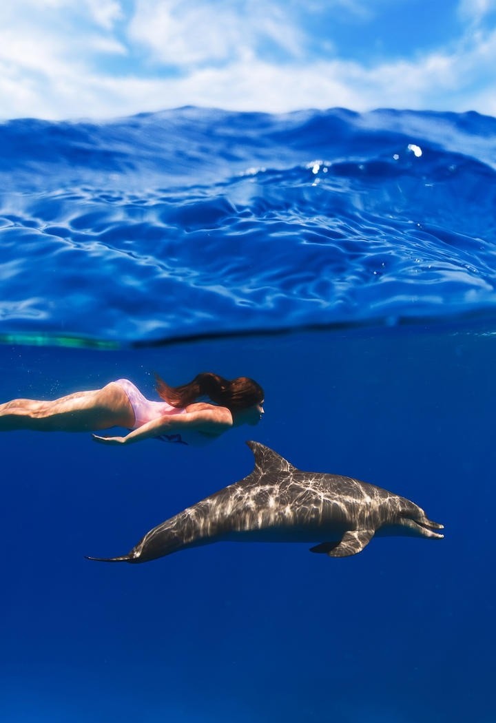 水里游玩的海豚图片