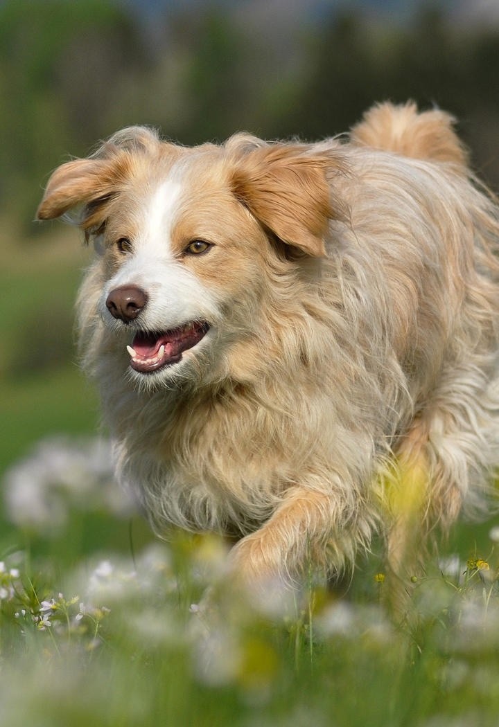草地上吐舌头的金毛犬图片