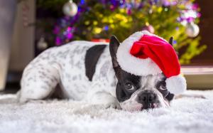 圣诞装的可爱小狗图片