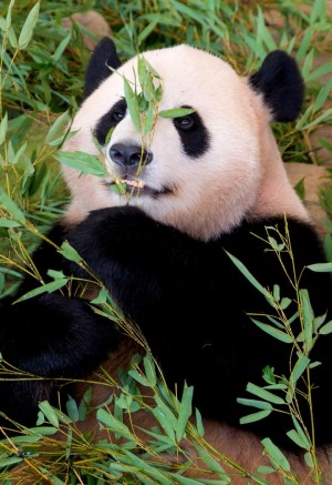 可爱的国宝大熊猫手机壁纸图片