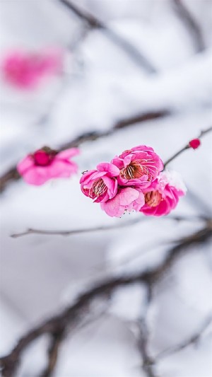 超美雪梅花卉图片手机壁纸
