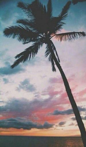 夏日风情沙滩椰子树美景图片