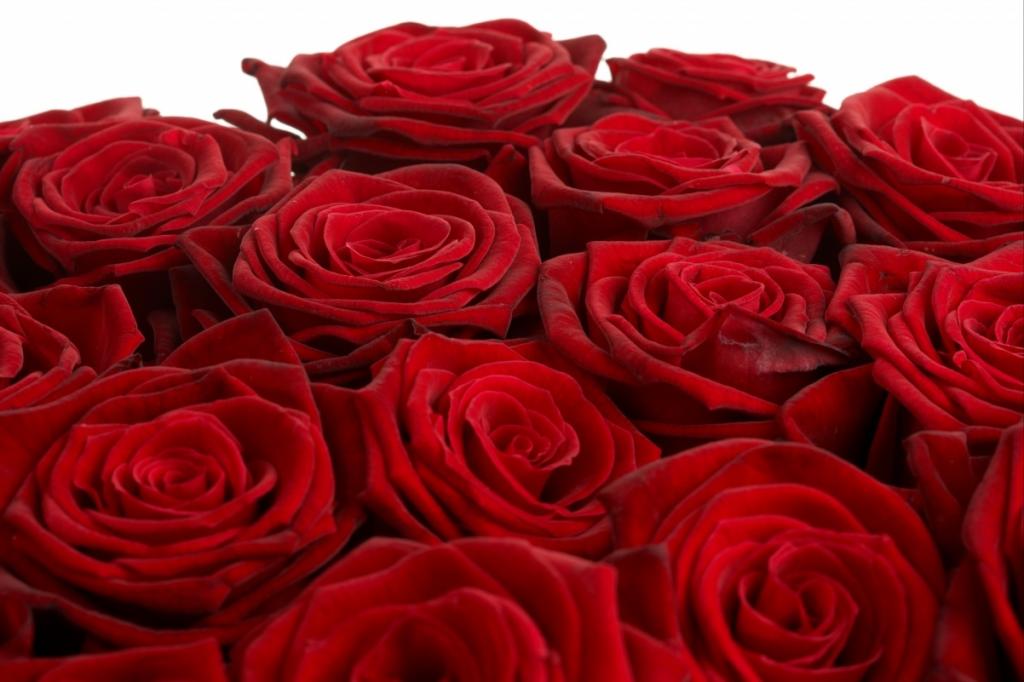 大红色玫瑰花的特写照片