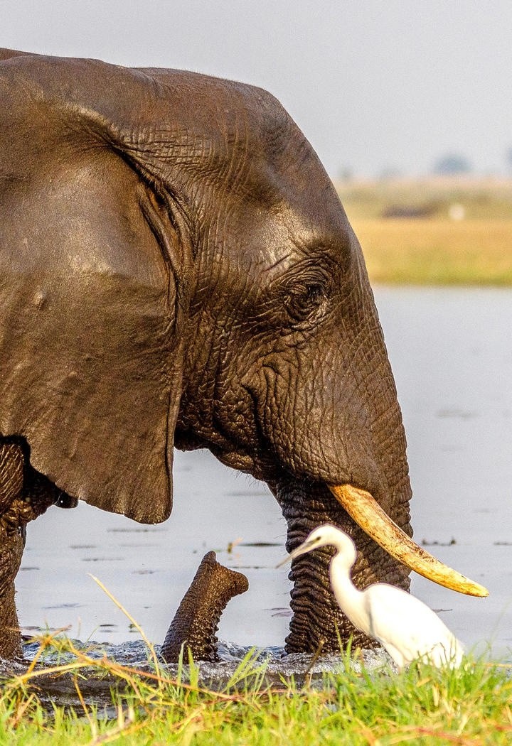 高清大象动物摄影图片