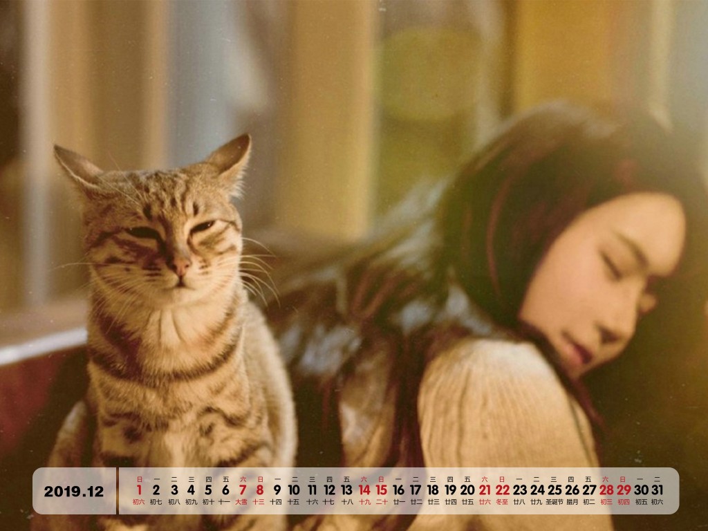 2019年12月猫咪与美女写真日历平板壁纸