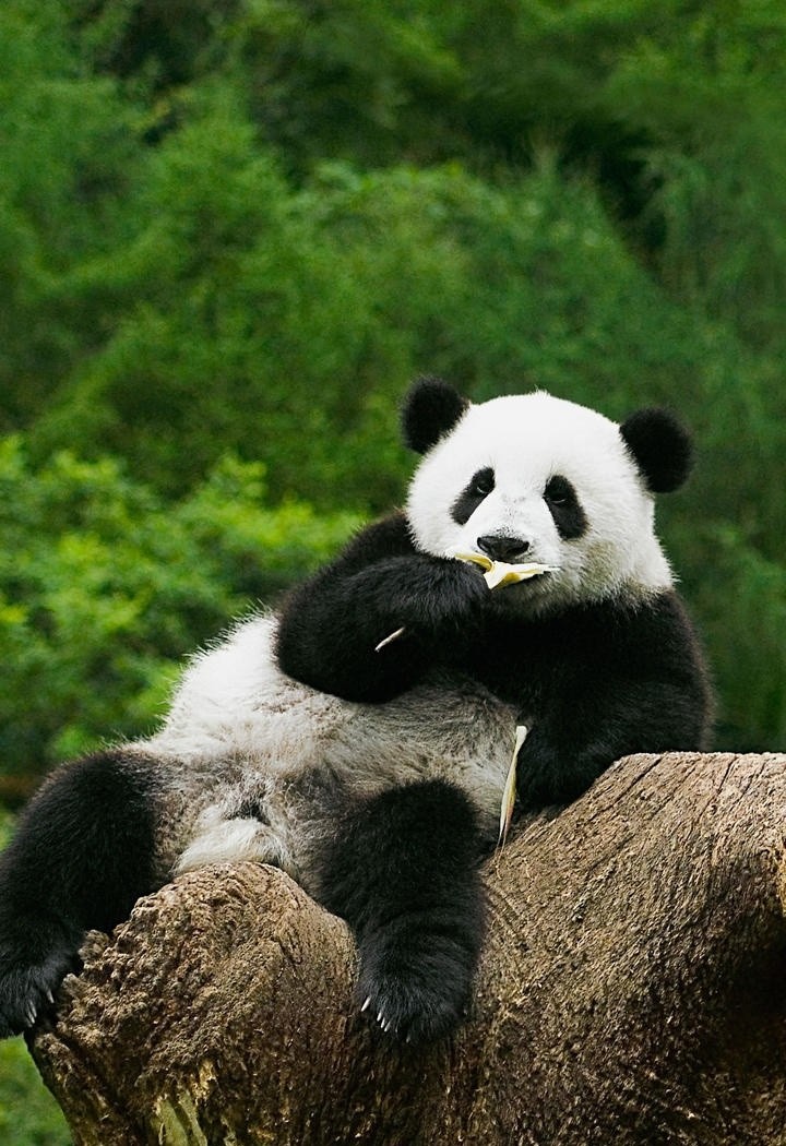 坐在石头上吃竹子的大熊猫动物图片