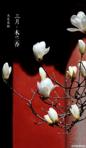 故宫博物院•三月•木兰香