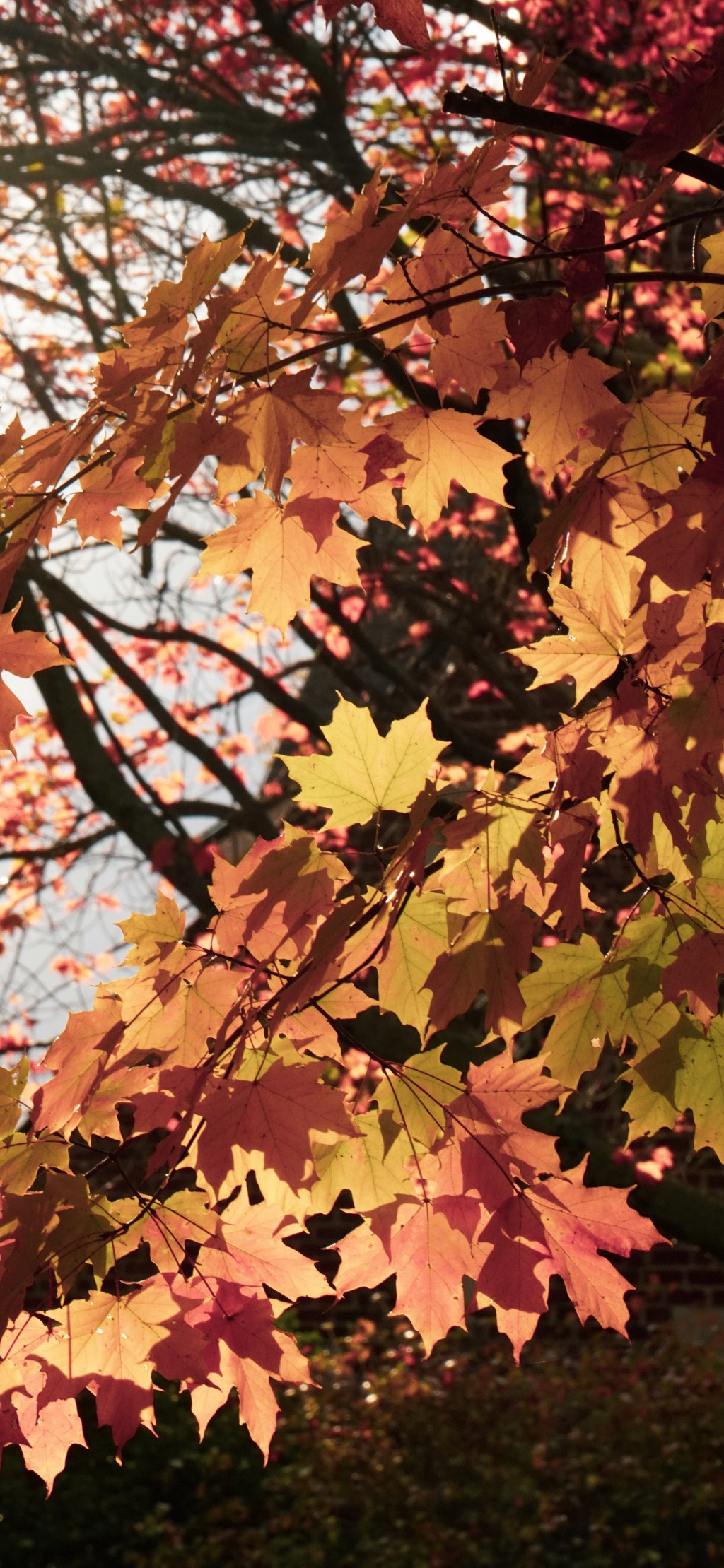 秋天美好风景手机壁纸